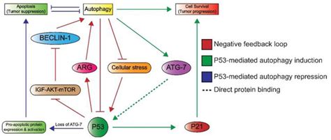Mechanisms of TP53 Pathway Inactivation in Embryonic and Somatic Cells ...
