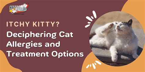 Deciphering Cat Allergies and Treatment Options