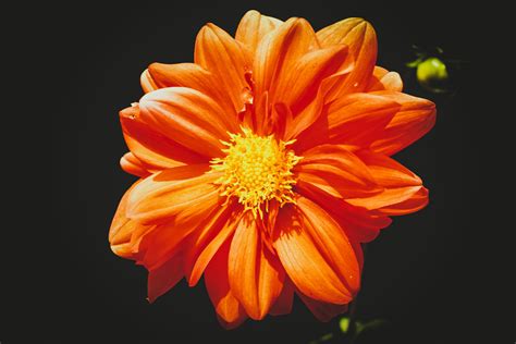 Yellow Orange Flower