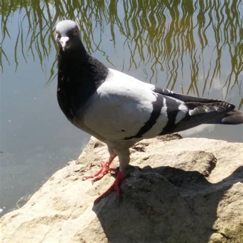 Fun Fact: Pigeons are part of the small number of species that can ...