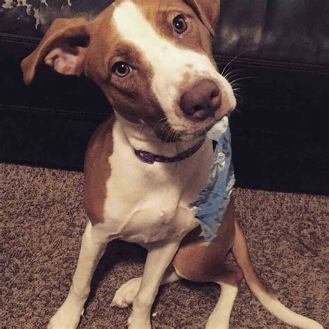 Beagle Dog Mixed With Pitbull at Irene Rayburn blog