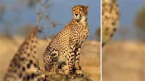 No reasons to disbelieve Centre, says SC on Project Cheetah