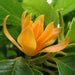 Buy Michelia Champa, Son Champa ( Orange, Grown Through Seed ) - Plant ...