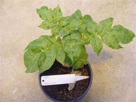 The Phylogeography of Potato Virus X Shows the Fingerprints of Its ...