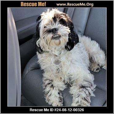 - California Cockapoo Rescue - ADOPTIONS - Rescue Me!