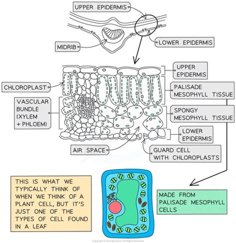 Plant cell organisation (4.2.3) Flashcards | Quizlet