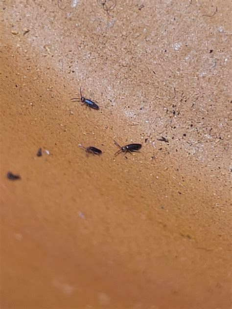 Image result for Springtail Jump