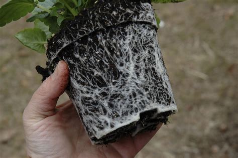Image result for Planting a Root Bound Tree