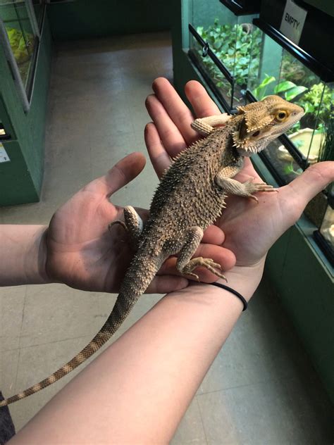 zADOPTED - BEARDED DRAGON - YOUNG ADULT "VULCAN"-7126
