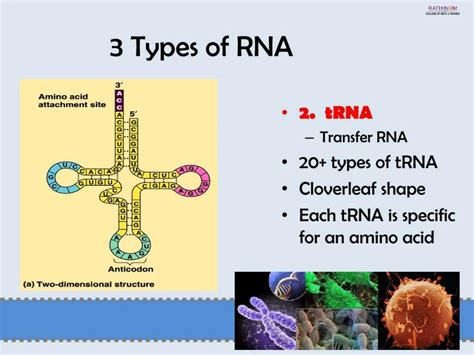 RNA Types 的图像结果