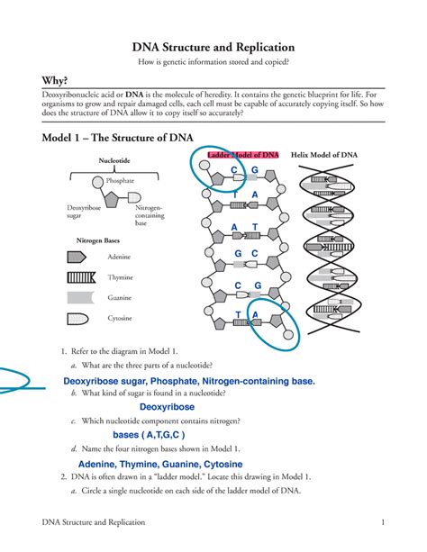 Image result for DNA Replication Worksheet Answer Key