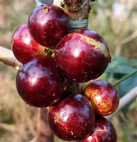 Hybrid Jaboticaba - Acu Paulista Fruit Plant – Royal Paradise Garden