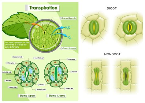 The Key Difference Between Stomata Of Monocot And Dicot