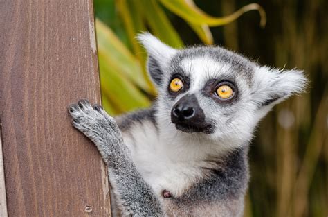 Cute Lemur Of Madagascar Free Stock Photo - Public Domain Pictures