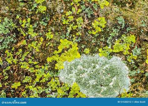 Habitat Study Lichens on a Branch Stock Photo - Image of mixed, lichen: 51530212