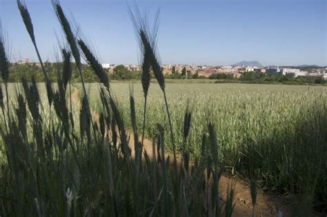 Nueva estrategia para producir un maíz más productivo y resistente al ...