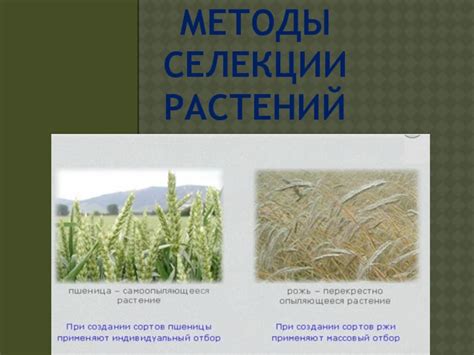 Методы селекции растений презентация, доклад