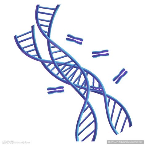 Dna双螺旋 的图像结果