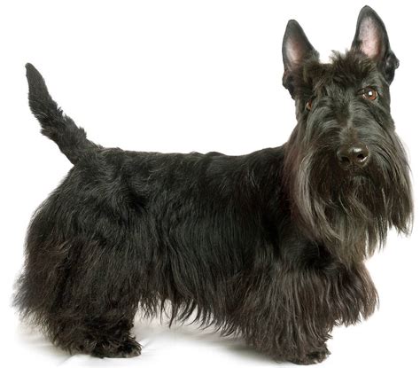 Scottish Terrier - Dog Breed Guide | Paws 'N' Pups