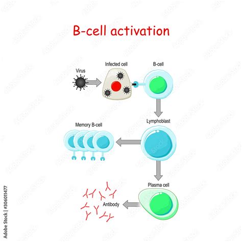 B cells Activation. B-cell lymphocytes Stock Vector | Adobe Stock
