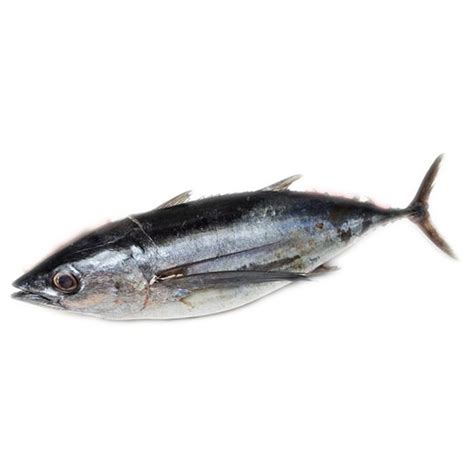 The Difference between Skipjack Tuna vs. Albacore Tuna - Tuna Skipjack ...