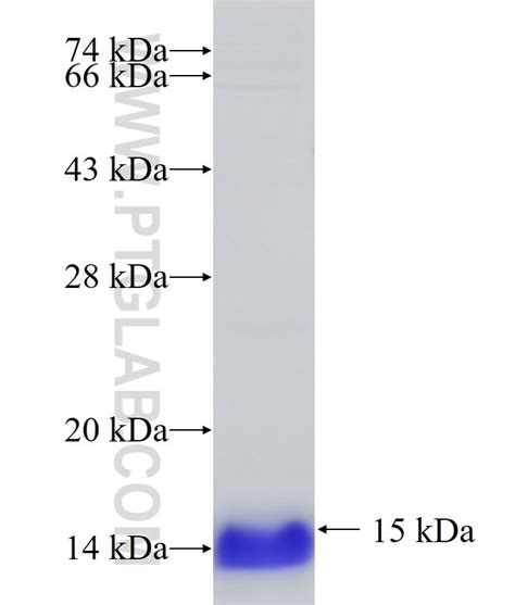 SLC16A13 Fusion Protein Ag33343 | Proteintech
