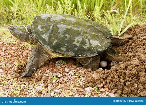 Snapping Turtle Eggs