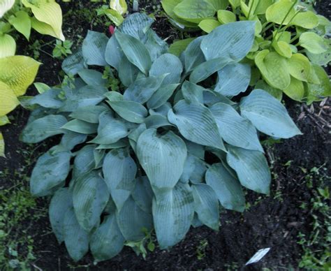 Midnight Blue Hosta O.S. – Hostas-Store
