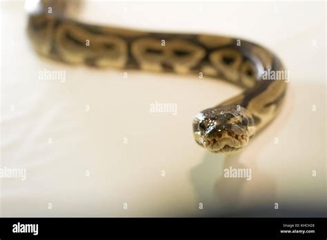 Image result for Royal Ball Python