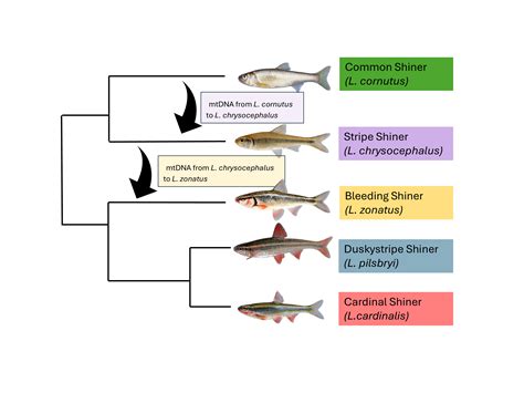 A Complicated History of Mitogenome Introgression Among Luxilus Species ...