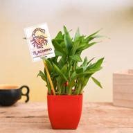 Send Air Purifying & Air Cleaning Plants Online at Low Prices Delivery ...