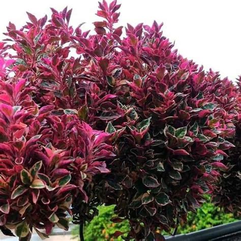 Joseph's Coat Plant: How To Grow and Care For Alternanthera