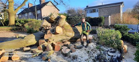 Image result for Reverse Angle Tree Felling Cut