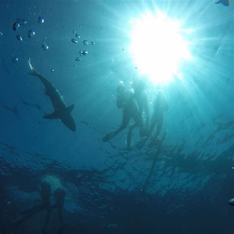 SHARK DIVING ADVENTURES - All You Need to Know BEFORE You Go 2026 (with ...