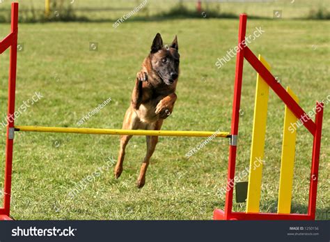 Belgian Shepherd Malinois Jumping On Agility Stock Photo 1250156 ...