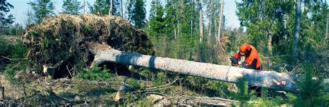 Image result for Chainsaw Tree Fall