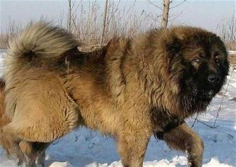 养了两个月的高加索犬，才20斤重，是不是发育不良
