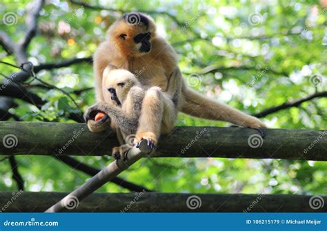 Northern White-cheeked Gibbon, Nomascus Leucogenys Stock Image - Image ...