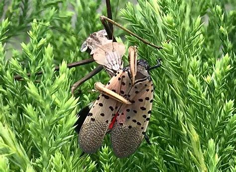 Chickens, praying mantises appear to be top predators on spotted lanternfly, study says