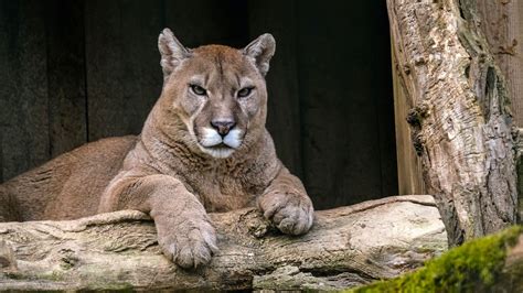 Mountain Lion Killed in Crash on I-88 in DeKalb County. Wildlife ...