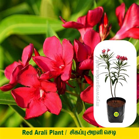Oleander Plant – MyOwnGarden®