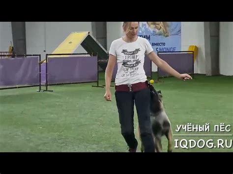 Откройте для себя Полину Ильину, известного кинолога: советы и обучение ...