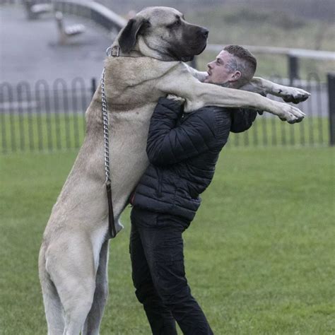 The Heaviest Dog In The World: Meet Zorba