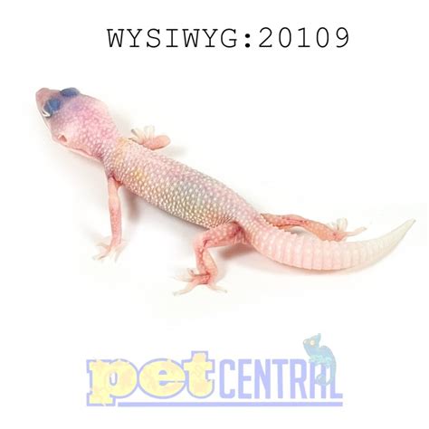 Leopard Gecko Blizzard