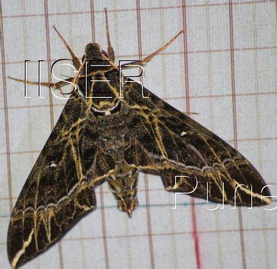 Ramana Athreya @ IISER-Pune : Sphingid Species Notes