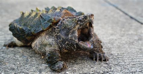 Image result for Eating Snapping Turtles