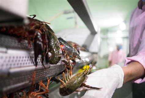 日本拟将小龙虾指定为外来入侵物种：禁止进口和贩卖 | 北晚新视觉