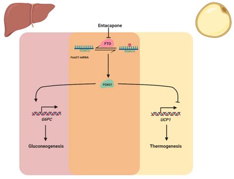 A Review of FoxO1-Regulated Metabolic Diseases and Related Drug Discoveries