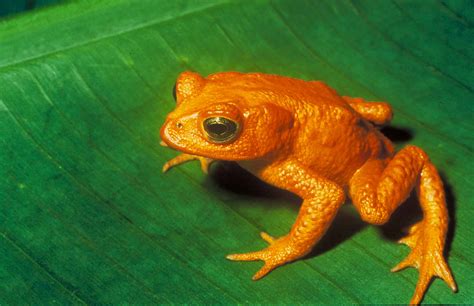 Extinction Of Golden Toad