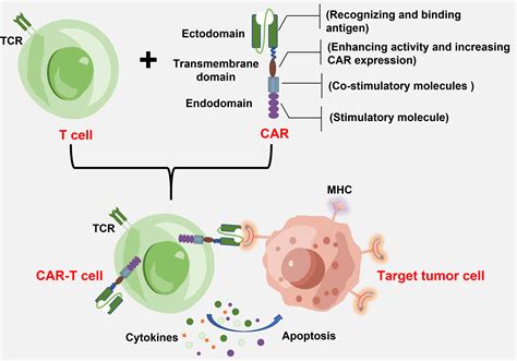 Frontiers | Biomaterials promote in vivo generation and immunotherapy ...